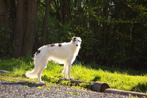 Top 10 Shortest Living Dog Breeds In The World