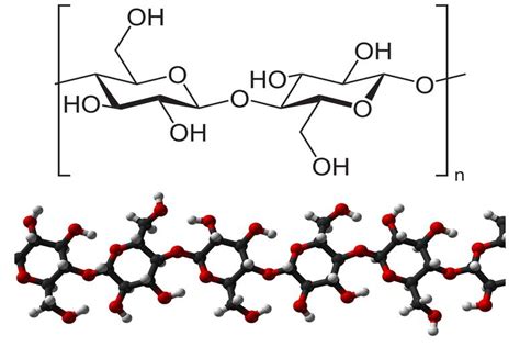 What Is Cellulose? Facts and Functions