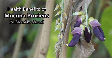 Mucuna Pruriens Health Benefits (As Backed By Science) - Superfood Journal