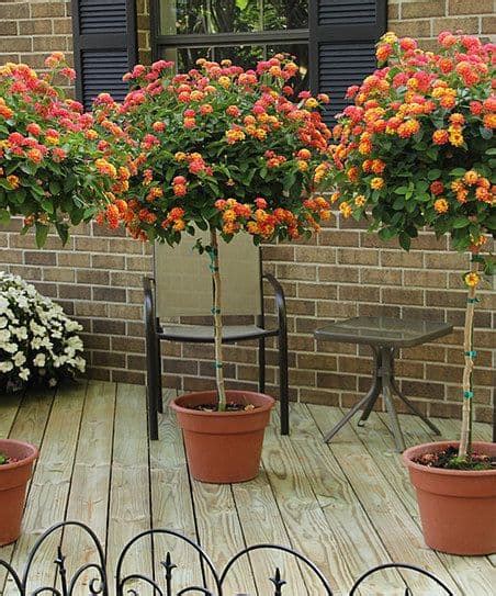 Lantana Plant - How To Grow and Care For Lantana Bush, Trees [GUIDE]