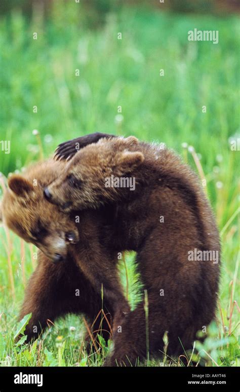 Grizzly cubs playfighting Stock Photo - Alamy