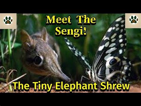 Discover the Adorable Sengi: The Tiny Elephant Shrew | Fascinating Facts & Footage! - YouTube