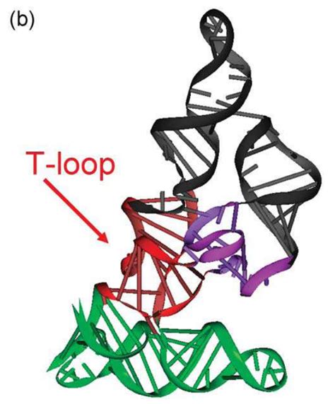 Monitoring RNA Folding Intermediates [poster] - Waters | Wyatt Technology