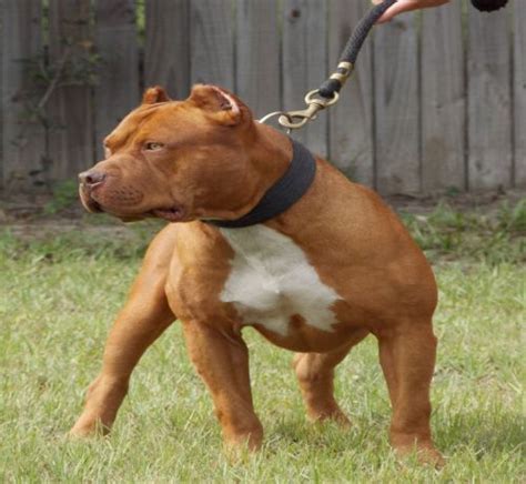 Red Nose Pitbulls - 14 Things You Need to Know About This Adorable Pit