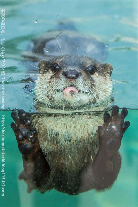 CUTE LITTLE SWIMMING OTTER | fabulous cute animals, fabulous wild