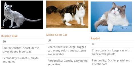 Research Claims Cats Have 5 Specific Personality Types - Cattitude Daily