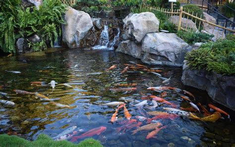 Importance of water chemicals in your pond - Reef Kinetics