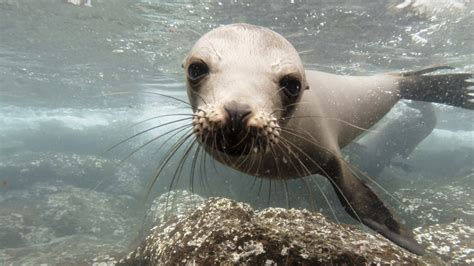 Swimming with the Galápagos Sea Lions of Isla Plaza Sur – The Kid ...