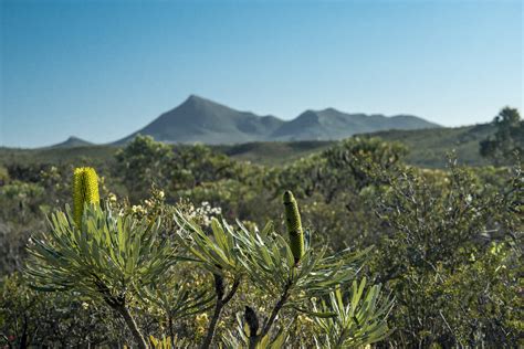 Fitzgerald River National Park an Amazing Wildflower Wonder