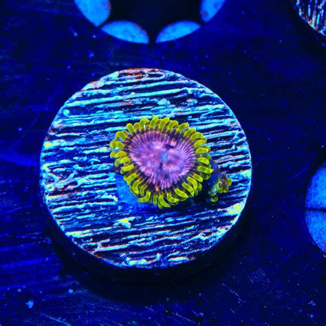 WWC Purple Monster Zoanthids Coral – Top Shelf Aquatics