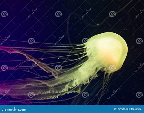 Beautiful Jellyfish Close Up, Atlantic Sea Nettle Stock Photo - Image of jellyfish, marin: 173961618