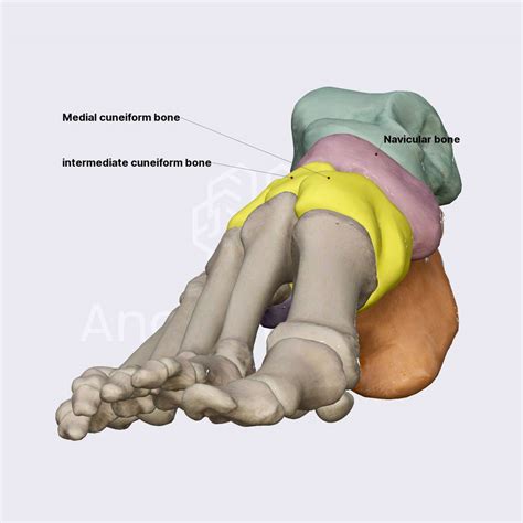 Tarsal bones | Skeleton of the lower limb | Lower Extremity | Anatomy.app | Learn anatomy | 3D ...