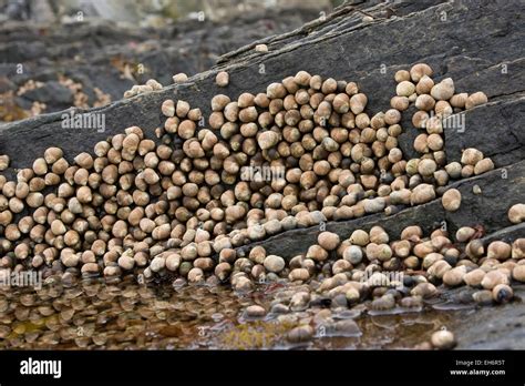 Common periwinkle, winkle, wheelk, edible winkle, Strandschnecke, Uferschnecke, Hölker ...