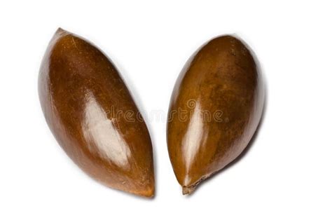 Sapote or Mamey Seeds stock photo. Image of photography - 25362840