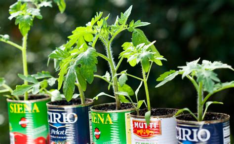 Tomato Growing Tips - Burke's Backyard