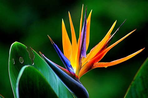 flores tropicais - Google Search | Birds of paradise, Plant leaves, Beautiful puzzles