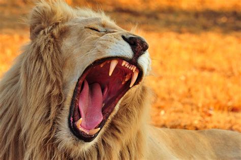 teeth, Big cats, Animals, Lion Wallpapers HD / Desktop and Mobile Backgrounds