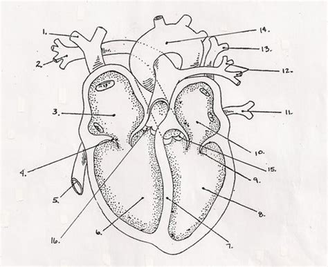 Free Blank Heart Diagram, Download Free Blank Heart Diagram png images, Free ClipArts on Clipart ...