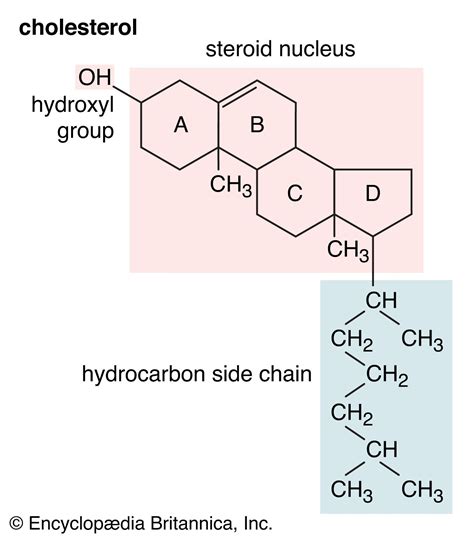 Top 12 hydroxyl group in 2023 - Chia Sẻ Kiến Thức Điện Máy Việt Nam