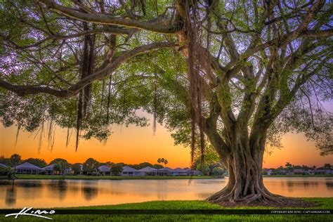 After Sunset Underneath Banyan Tree at Lake | Royal Stock Photo