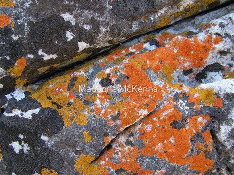 "Lichen Art " by Madonna McKenna | Redbubble