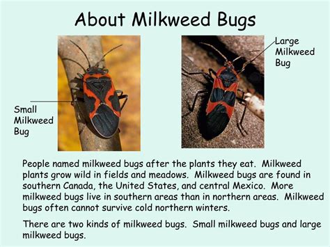 PPT - About Milkweed Bugs PowerPoint Presentation, free download - ID ...