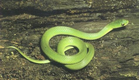 Smooth Green Snake Facts and Pictures | Reptile Fact