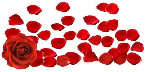 Rose Petals Transparent Png (black, maroon)