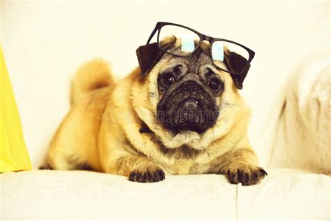 Pug with glasses stock image. Image of glasses, funny - 34114351