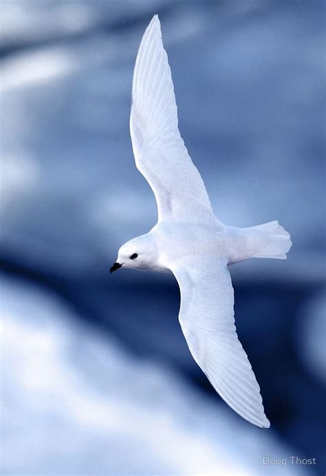 Snow Petrel (Pagodroma nivea) breeds exclusively in the Antarctic, South Pole | Animal ...