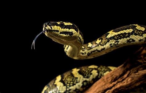 Python Snake Wallpapers - Top Free Python Snake Backgrounds - WallpaperAccess