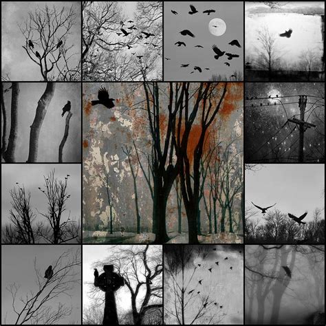 Corvidae Squares Photograph by Gothicrow Images | Fine Art America