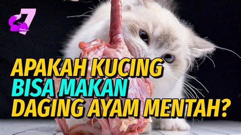 APAKAH KUCING BISA MAKAN DAGING AYAM MENTAH? | EKOR7 - YouTube