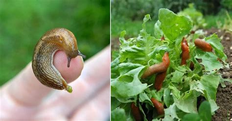 Slug Prevention | How to Prevent Slugs and Snails in the Garden