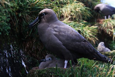 Featuring Marion Island’s albatrosses and petrels affected by mice and ...