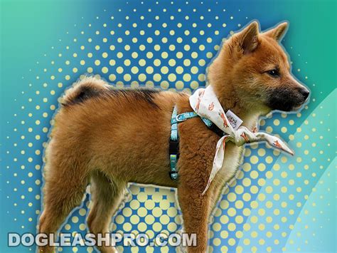 Black Shiba Inu German Shepherd Mix