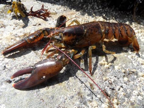 American Lobster - Profile | Traits | Habitat | Biology | Breeding - SeaFish