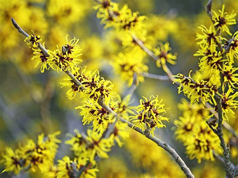 Top 10 Early Spring Flowering Bushes - Birds and Blooms