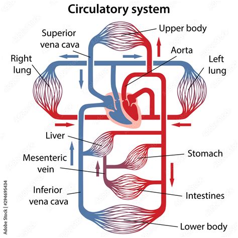 Diagram Of The Human Circulatory System - Image to u