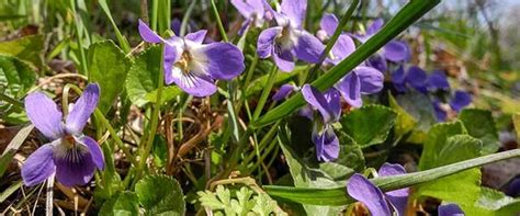 Wild Violet Weed Identification - How to Identify Wild Violets - DoMyOwn.com