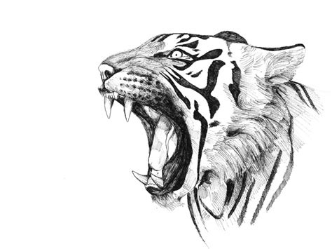 Tiger Pencil Drawing By Tricepterry On Deviantart