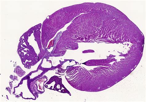 Histology | Stem Cell Instrumentation Foundry