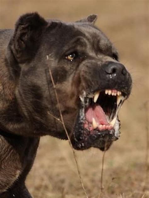 Cane Corso Italian Mastiff Guard Dog Breed Info, Images, Videos, FAQs