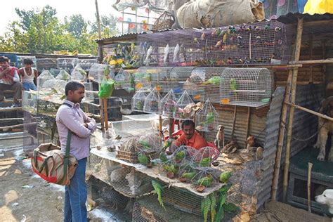 SONEPUR MELA; The largest animal Fair of ASIA: January 2016