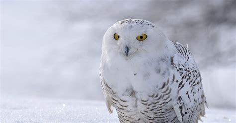 What Do Snowy Owls Eat? | Birdfact