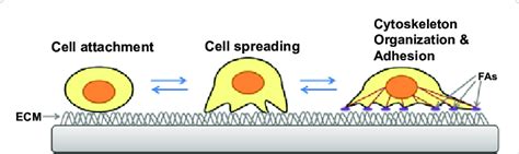 The process of cell adhesion. A cell comes into contact with the... | Download Scientific Diagram