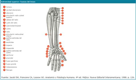 Huesos del brazo - Imagui