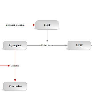 In the normal pathway, the enzyme tryptophan hydroxylase converts ...