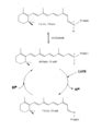 Category:Bacteriorhodopsin - Wikimedia Commons