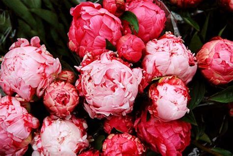 peonies | Pretty flowers, Flowers, Pink flowers